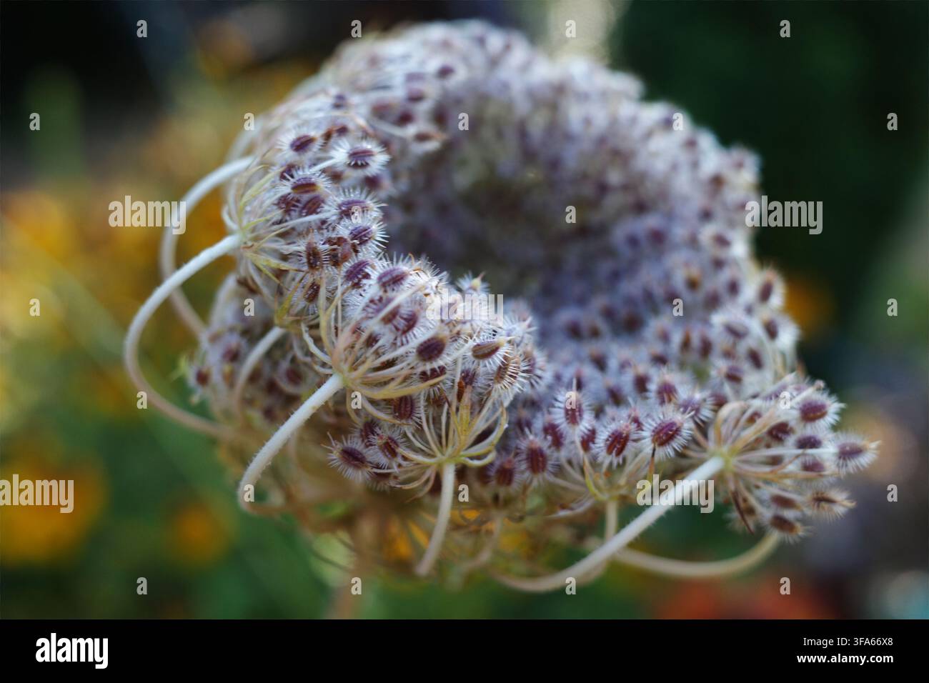 Capolino di semi di carota selvatica (Daucus carota) con un fitto ammasso di minuscoli semi spinosi che formano una struttura a coppa. I semi sono marrone chiaro con una delicata Foto Stock