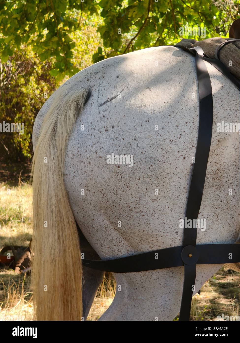 Primo piano di un cavallo grigio pieno di pulci, con la groppa e la coda, e cinghie di pelle nera. - Immagine stock catturata con smartphone