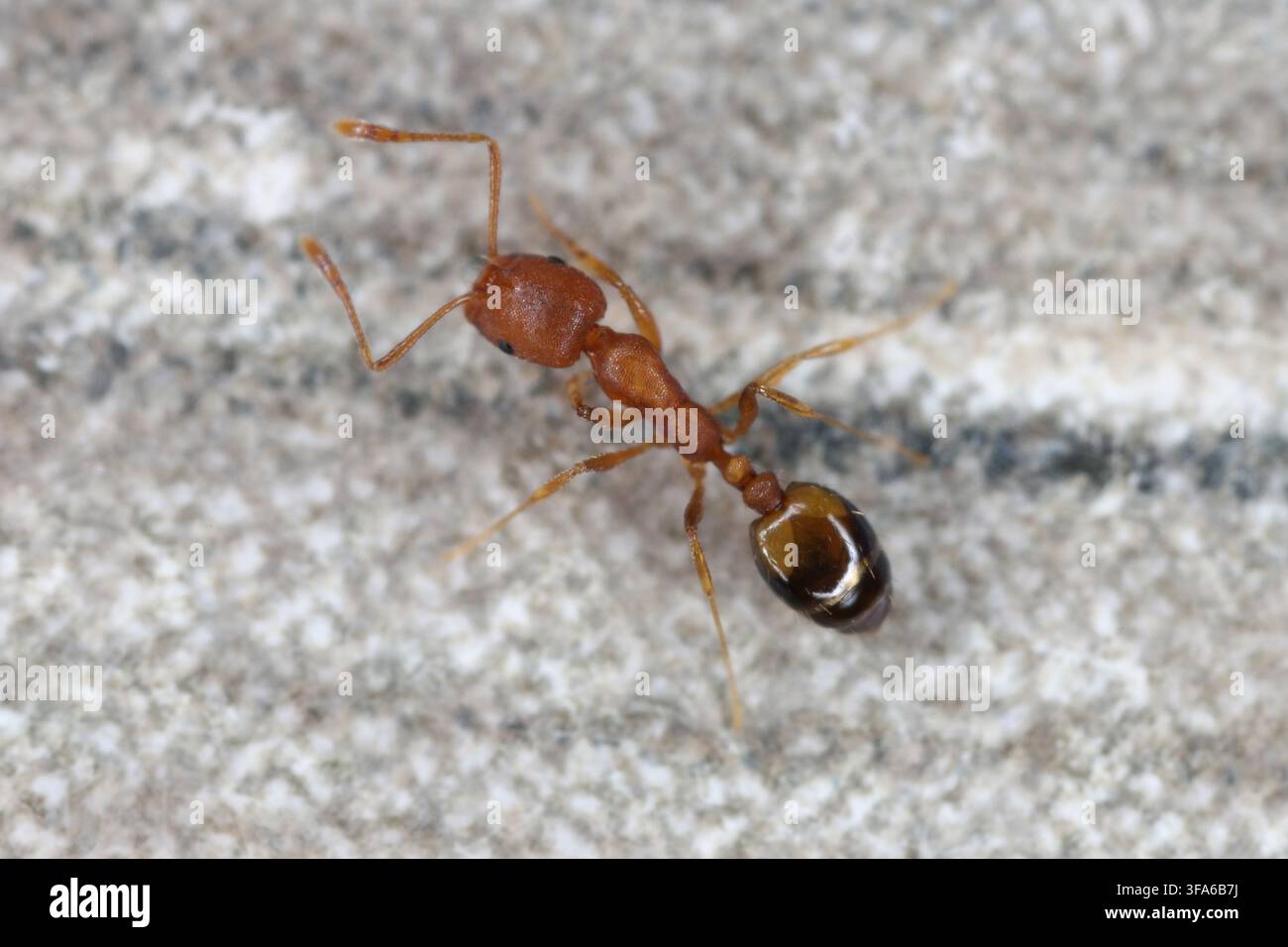 Trailing, Faraone e timide formiche (Monomorium) Insecta Foto Stock