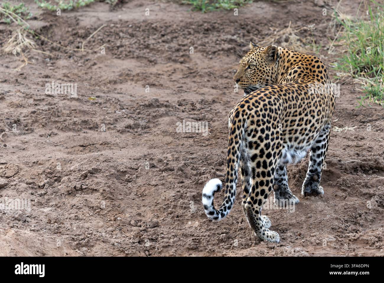 Leopardo (Panthera Pardus) che si aggira vicino a un letto di fiume asciutto nella riserva di caccia di Mashatu nel blocco Tuli in Botswana Foto Stock