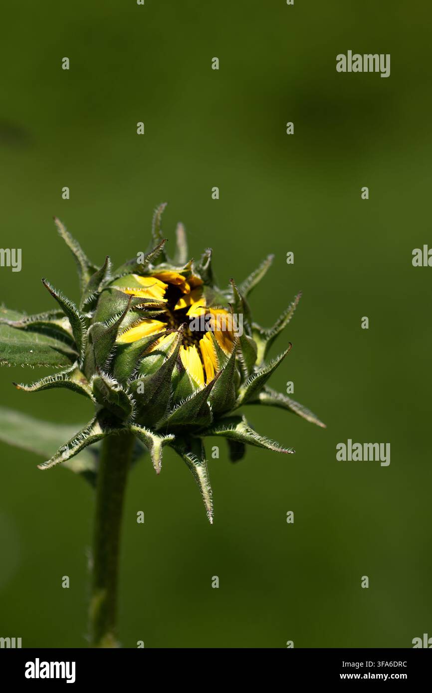 Un primo piano di un girasole giallo in bocciolo racchiuso da foglie verdi su uno sfondo verde scuro con spazio per il testo Foto Stock