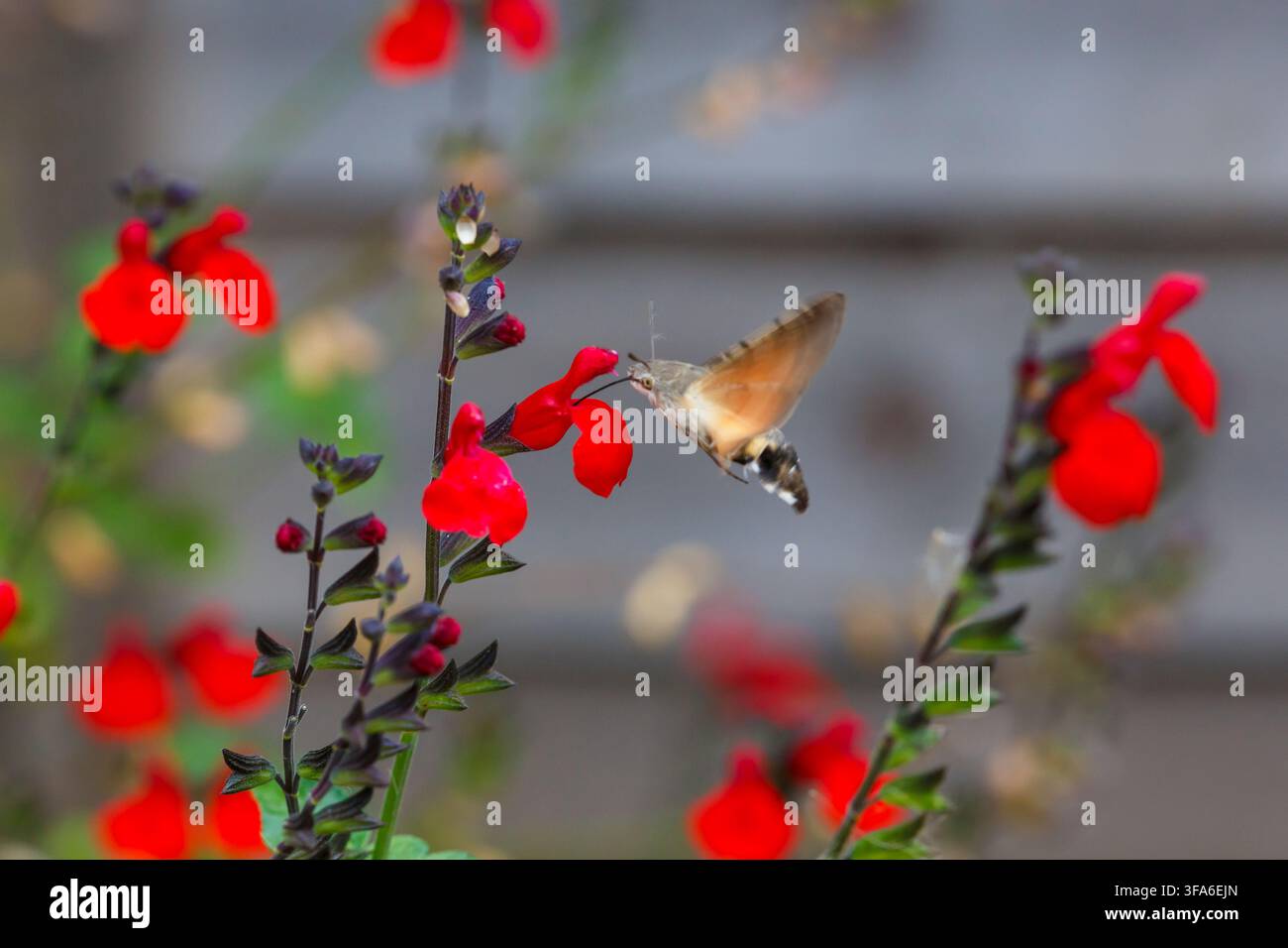 Bournemouth, Dorset UK. 18 agosto 2026. Sfinge comune, Sfinge colibrì, Macroglossum stellatarum, in volo mentre si nutre di salvia rossa fiore Royal Bumble Salvia microphyllain fiore nel giardino di Bournemouth. Oggi non così soleggiato con anche una piccola pioggerellina che non è durata a lungo! La sfinge si libra a mezz'aria battendo le ali da 70 a 85 volte al secondo, creando un suono distintivo di ronzio. Credit: Carolyn Jenkins/Alamy Live News Foto Stock