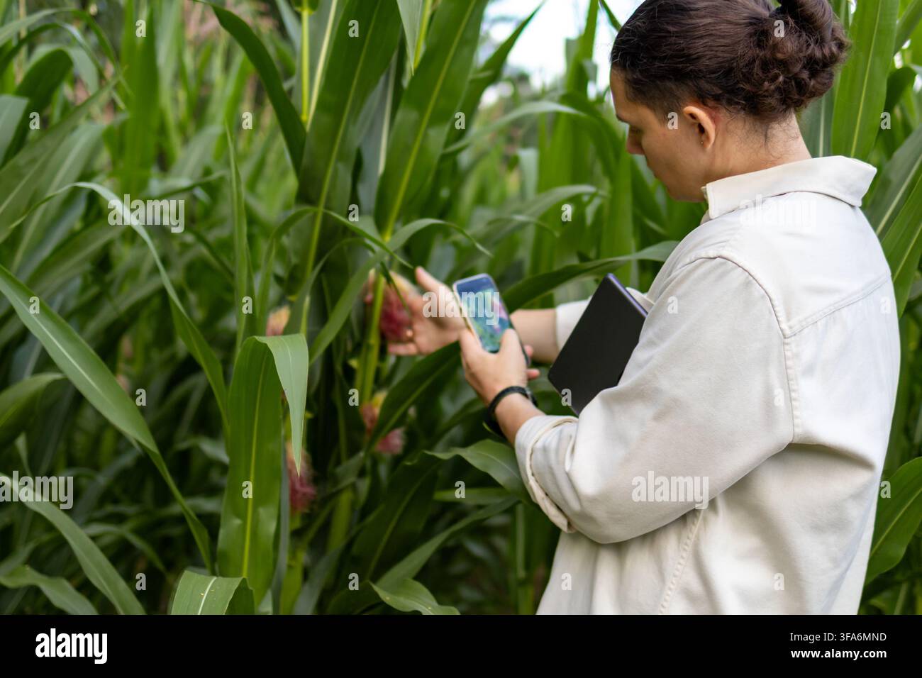 Vista di profilo di un agronomo di mezza età che scatta foto di parassiti biologici con uno smartphone in un campo di mais. Concetto di diagnostica dei virus delle colture, software mobile Foto Stock