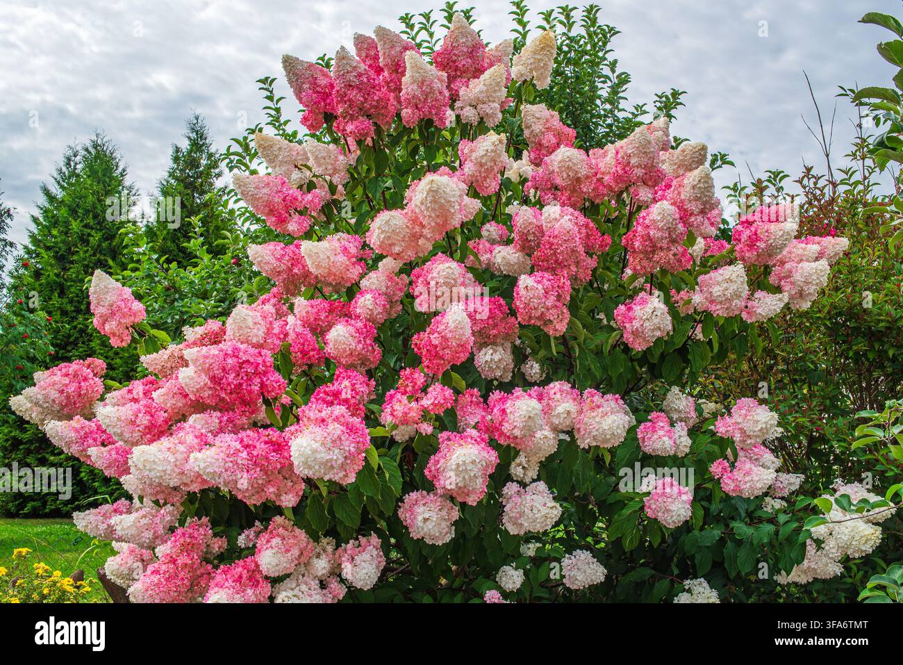 Cespuglio di ortensia rosa e bianco a panicoli in fiore nel giardino estivo Foto Stock