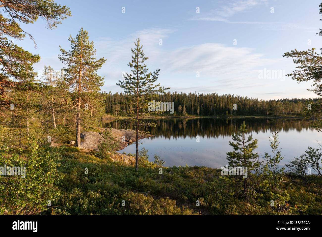 Lago forestale tranquillo alla luce della sera, Norvegia Foto Stock