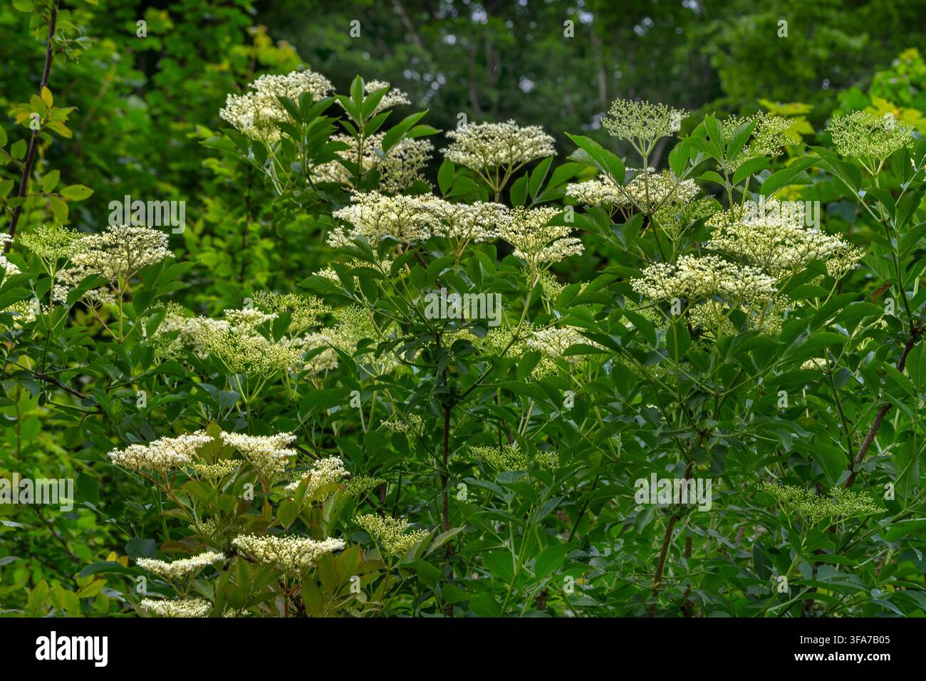 Cespugli di sambuco (Sambucus nigra) con foglie verdi e grappoli piatti di piccoli fiori bianchi. Foto Stock