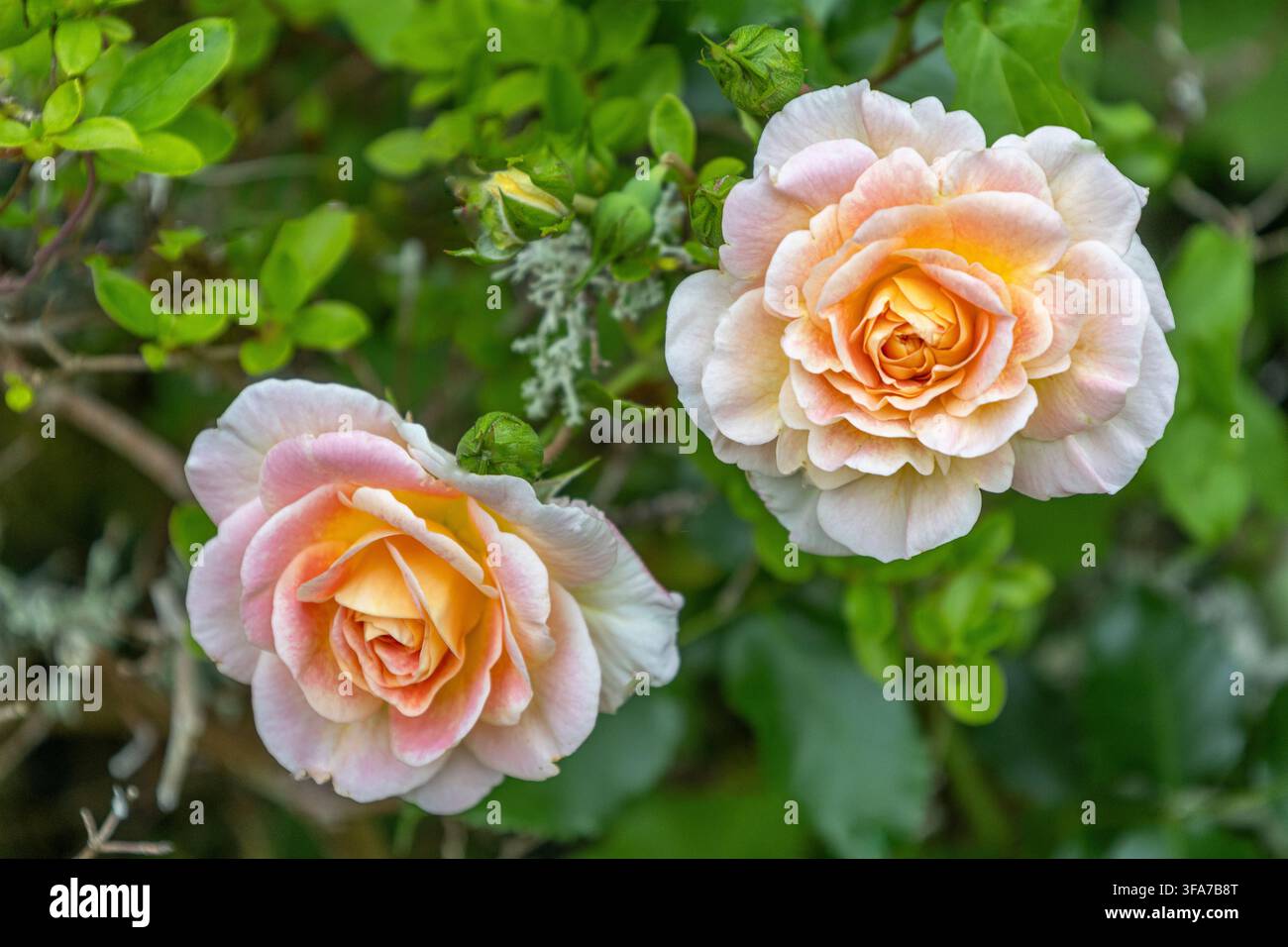 Due rose rosa chiaro con centri gialli, circondate da foglie verdi e piccoli fiori bianchi su steli sottili. Foto Stock