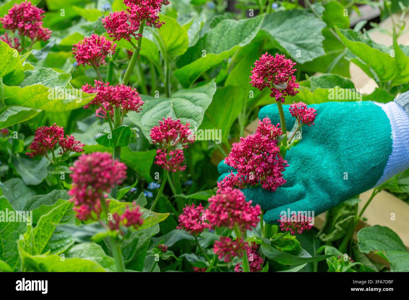Una mano che indossa un guanto verde tocca fiori rossi di Valeriana Centranthus ruber. Foglie verdi circondano le piante. Valeriana rossa Bsip 016952 035 Foto Stock