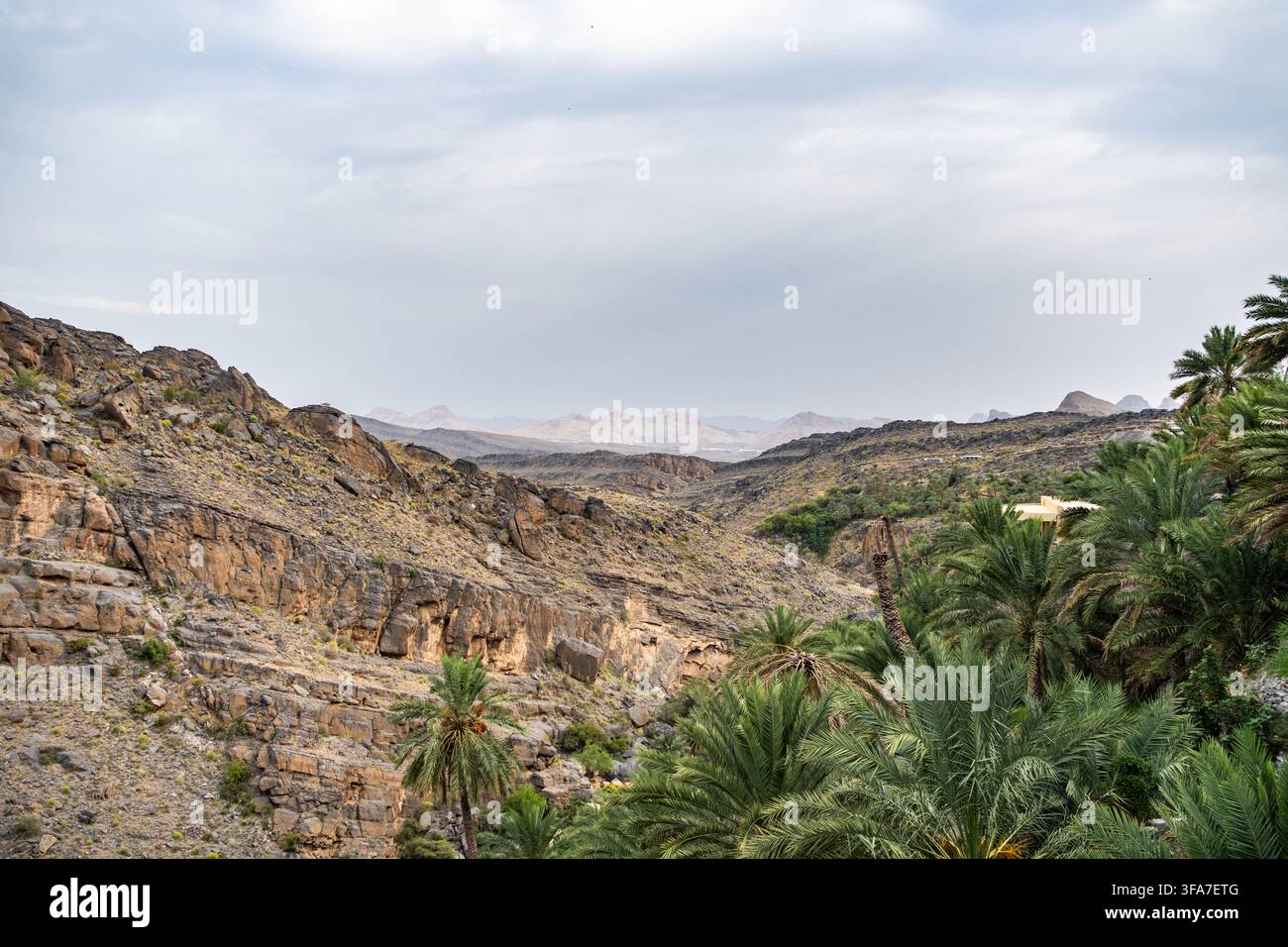 Vasta valle montana con oasi di palme verdi nel paesaggio arido dell'Oman Foto Stock