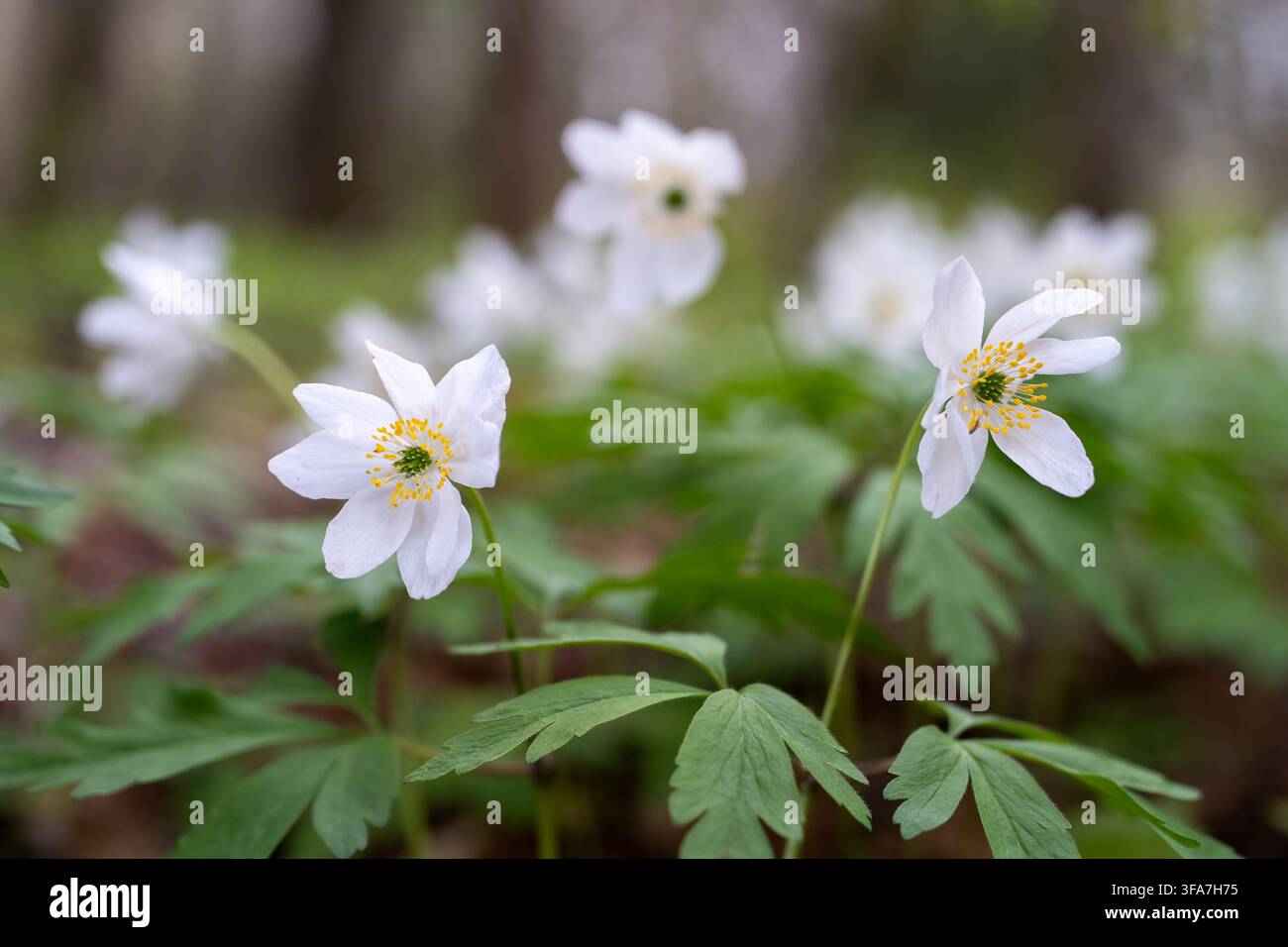 Fiori di anemoni di legno bianco che sbocciano nella foresta primaverile con sfondo morbido e sognante e profondità di campo ridotta Foto Stock