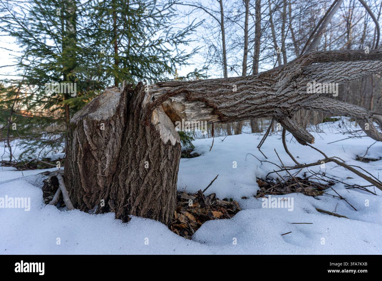 Salice tagliata da un castoro in una foresta innevata, che mostra legno rosicchiato caratteristico. Foto Stock