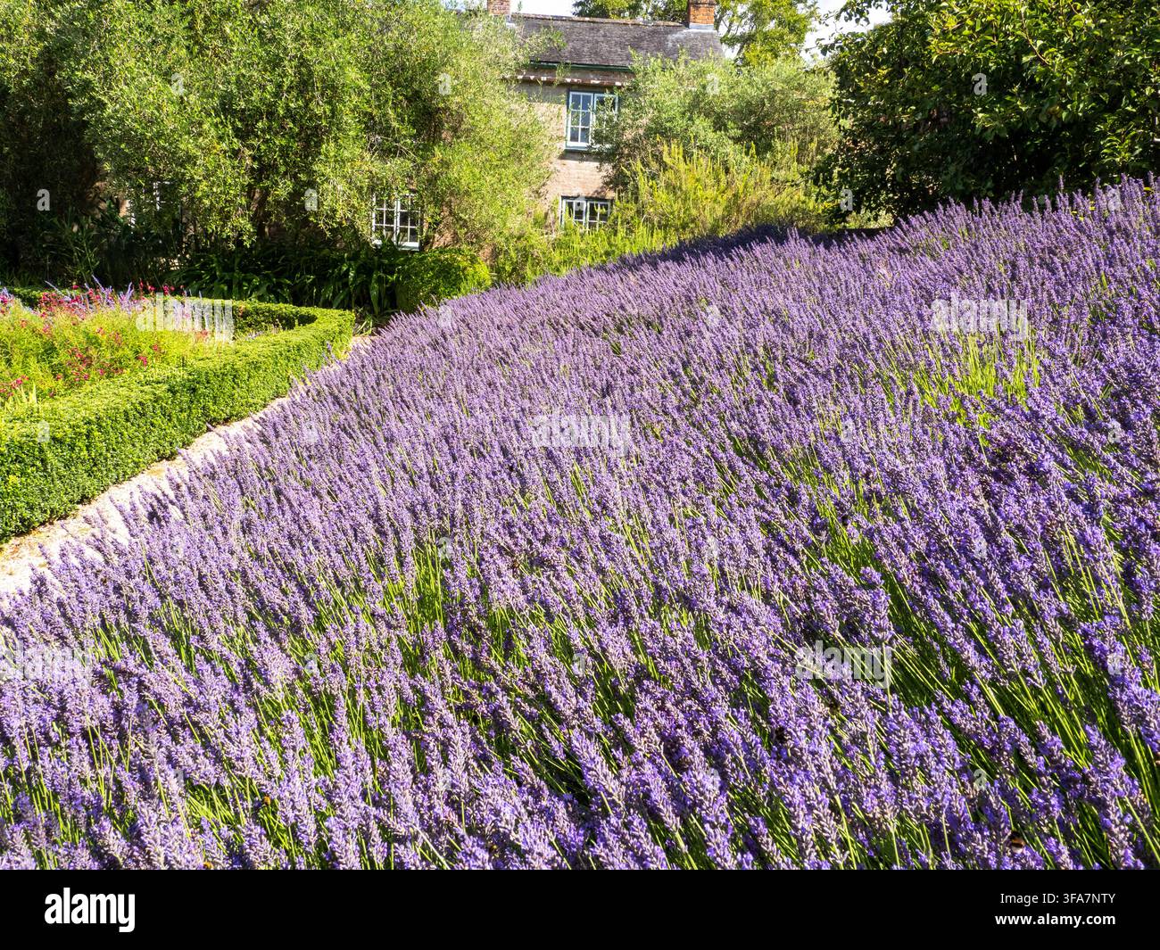 Api che si nutrono di lavanda nei giardini di Tregwainton, Cornovaglia, Regno Unito. Foto Stock