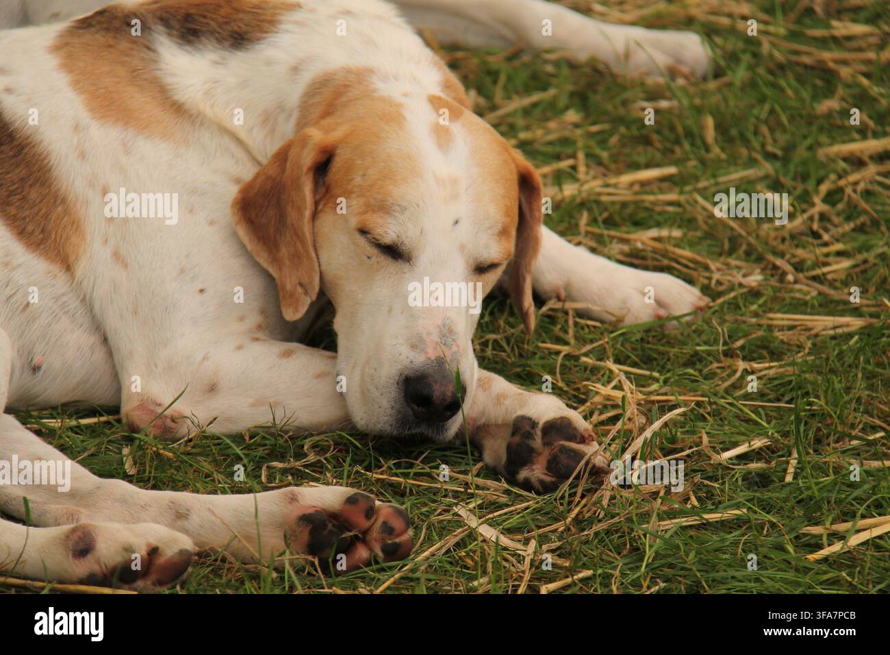 Un cane da caccia Foxhound assonnato dopo una giornata attiva. Foto Stock
