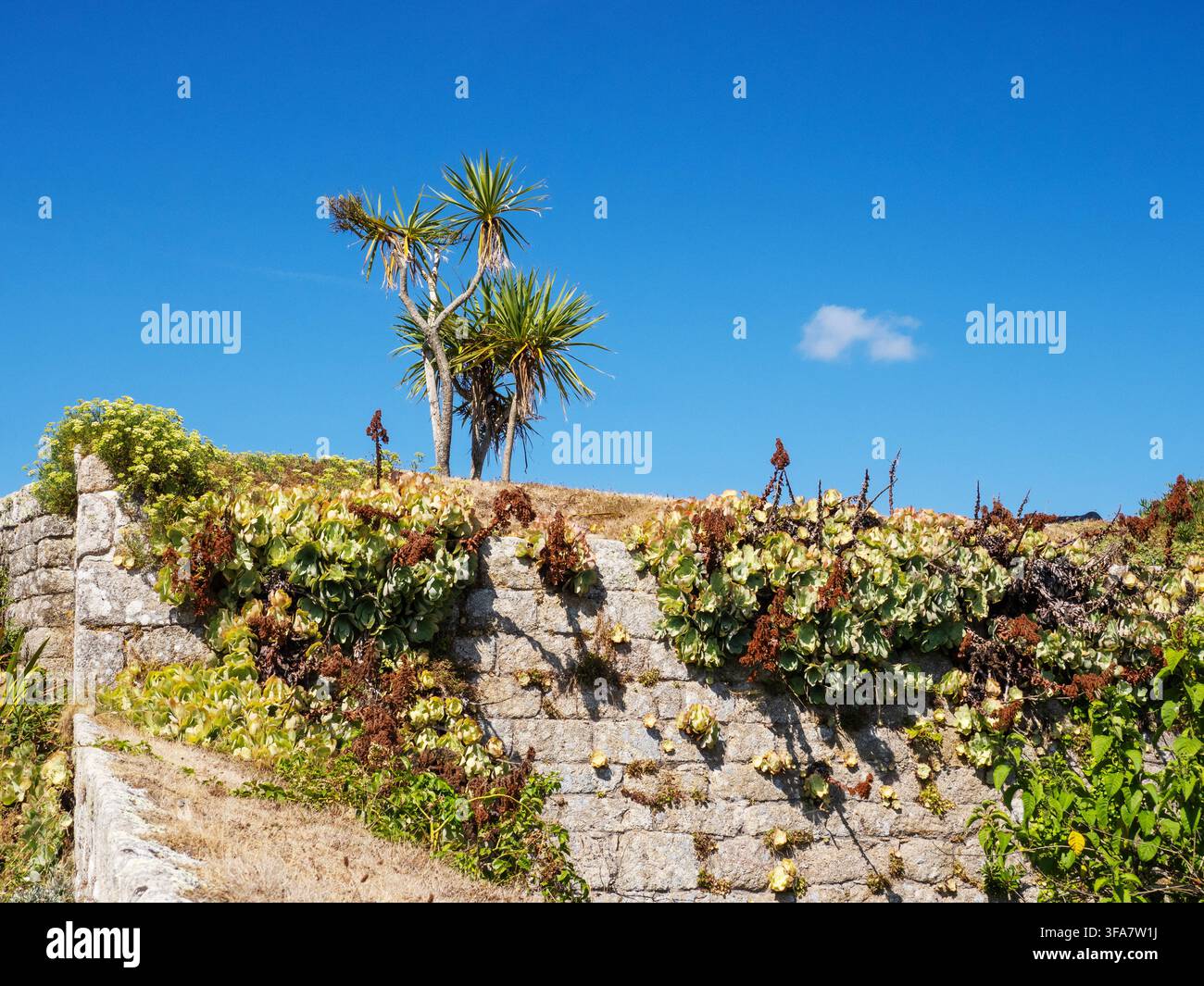 Una palma e piante esotiche sulla guarnigione a Hugh Town su St Mary's, Isole Scilly, Cornovaglia, Regno Unito. Foto Stock