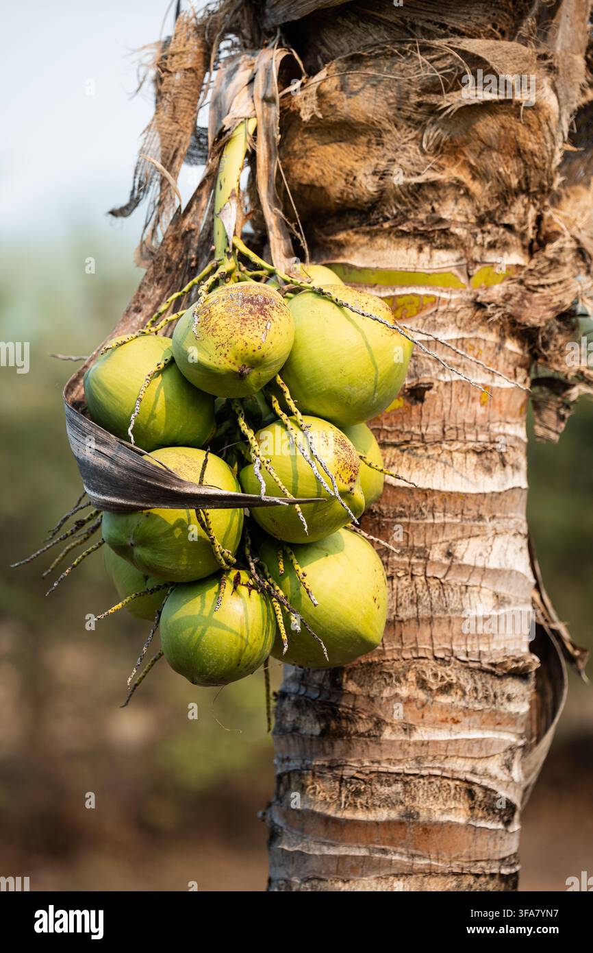Grappolo di noci di cocco verdi che crescono su una palma da cocco in una fattoria agricola nel nord della Thailandia. Foto Stock