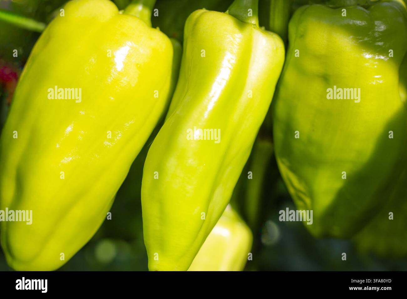 Peperone verde che cresce sotto la luce del sole Foto Stock
