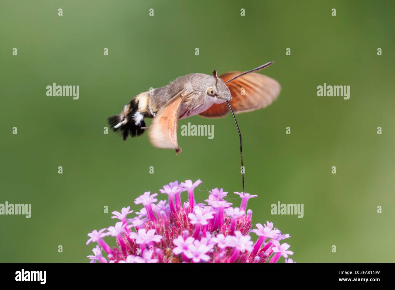 Un falena colibrì, Macroglossum stellatarum, volteggia intorno a una pianta di Verbena mentre si nutre del suo nettare. Sussex, Regno Unito Foto Stock