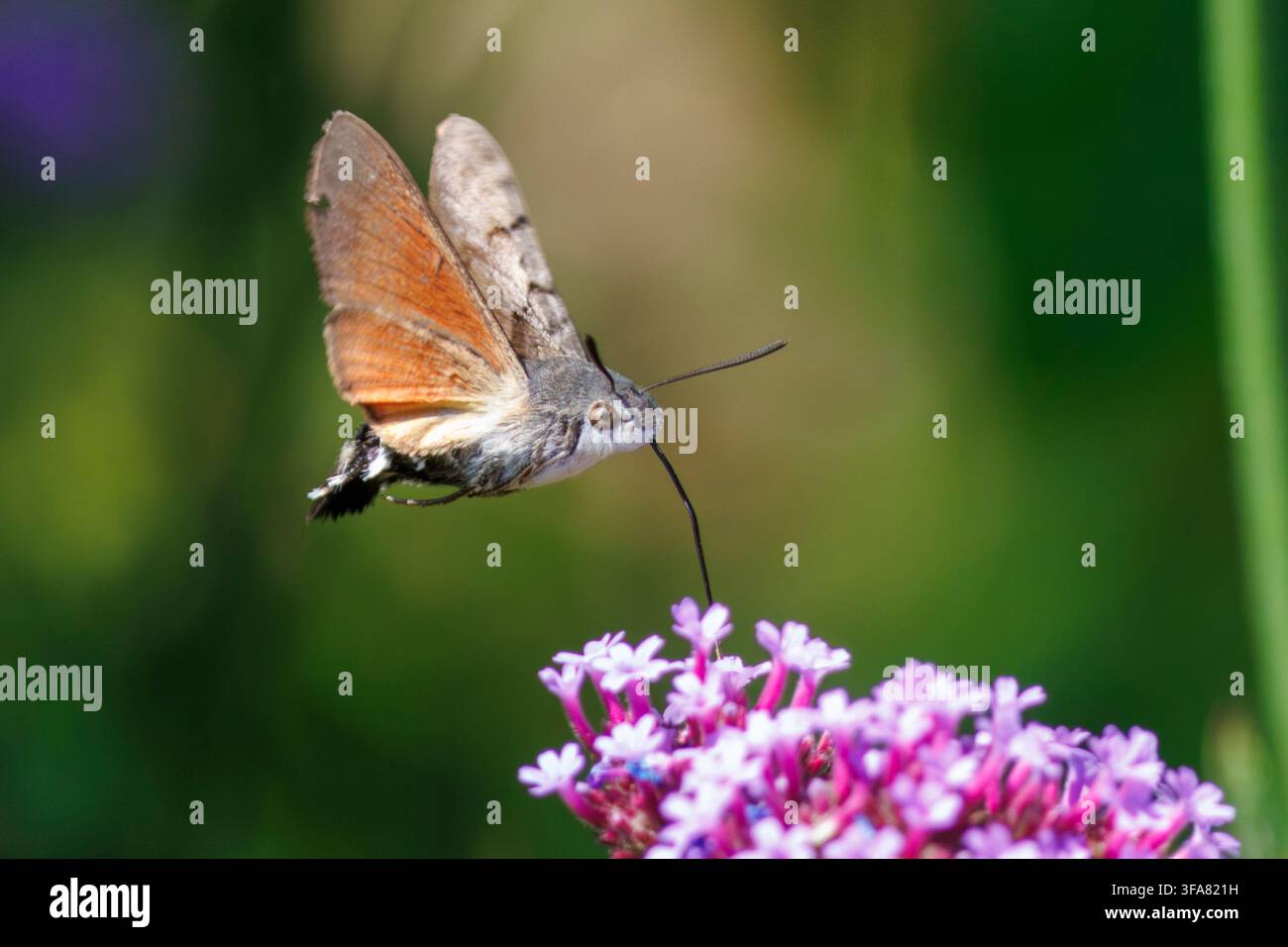Un falena colibrì, Macroglossum stellatarum, volteggia intorno a una pianta di Verbena mentre si nutre del suo nettare. Sussex, Regno Unito Foto Stock