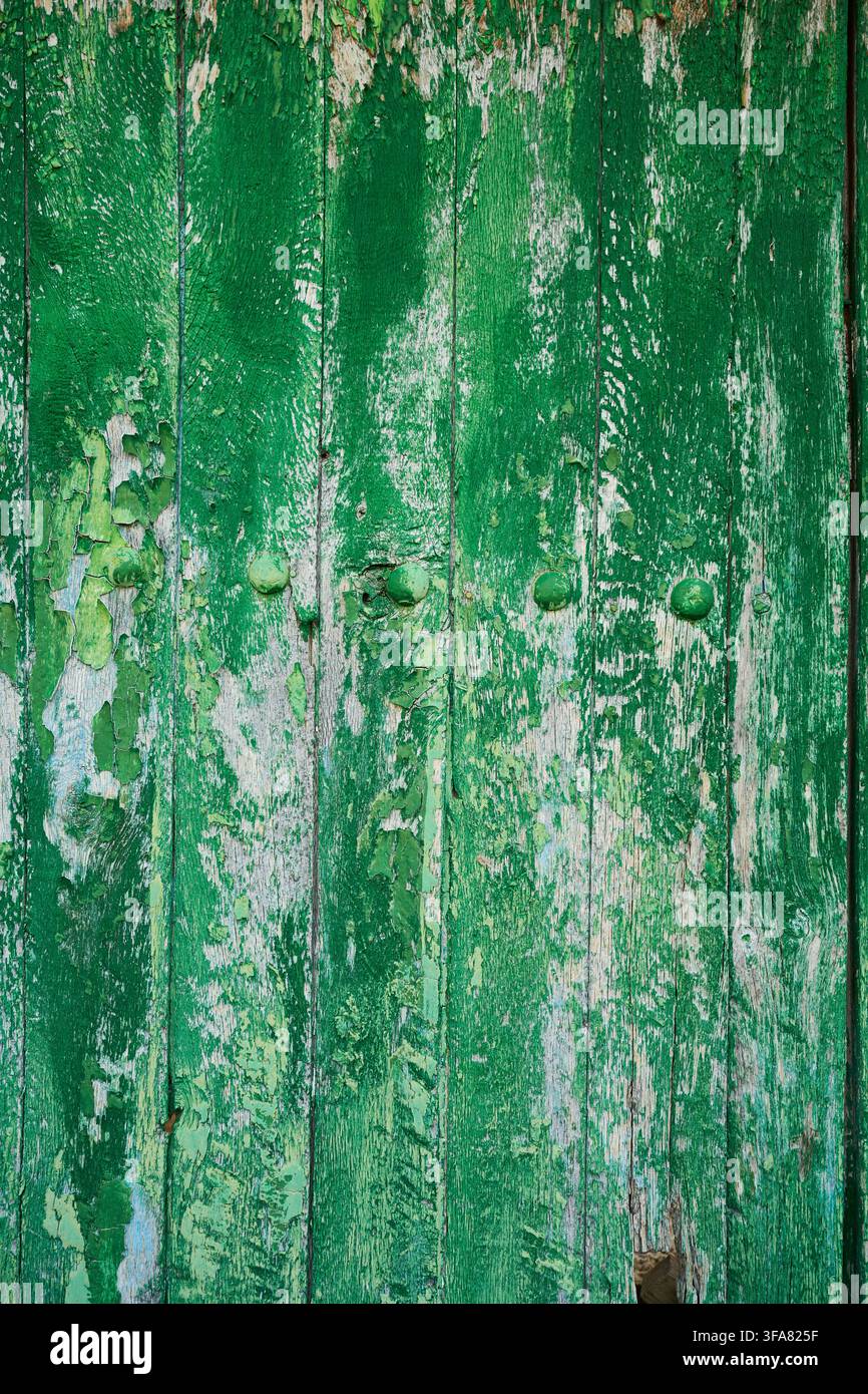 Panne di legno consumate con vernice verde vibrante che si sfalda e si sgretola, creando una superficie invecchiata, distrutta e rustica con motivi naturali Foto Stock