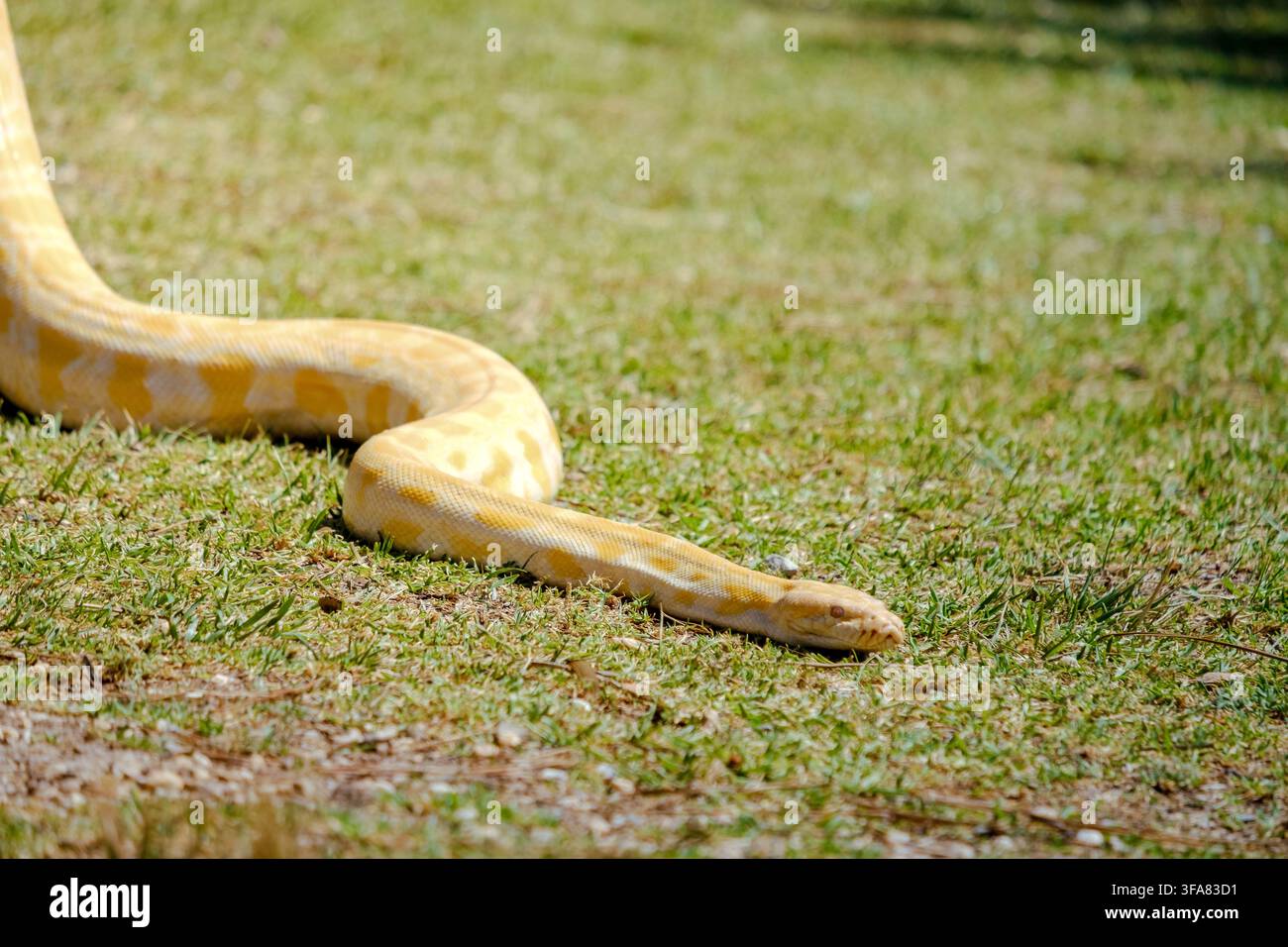 Pitone birmano albino che si muove su un prato verde vibrante Foto Stock