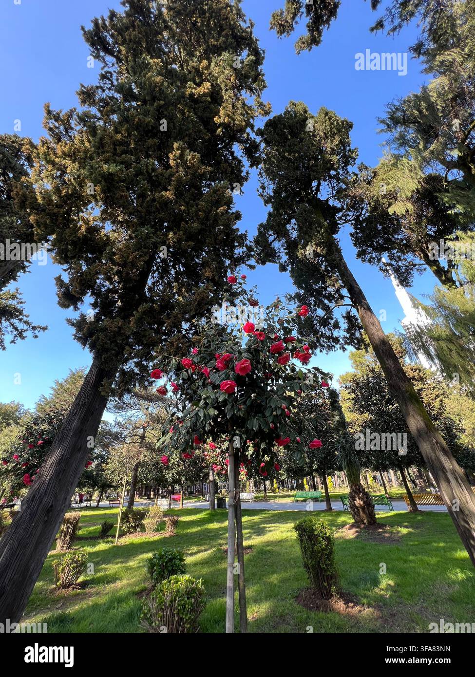 Alberi alti e una camelia in fiore in un parco cittadino illuminato dal sole all'inizio della primavera. - Immagine stock catturata con smartphone
