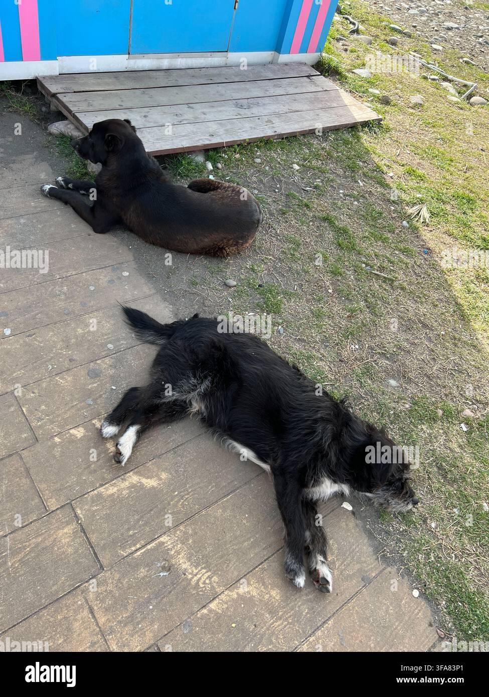 Due cani randagi che dormono sull'erba e sul marciapiede all'ombra di un edificio. - Immagine stock catturata con smartphone