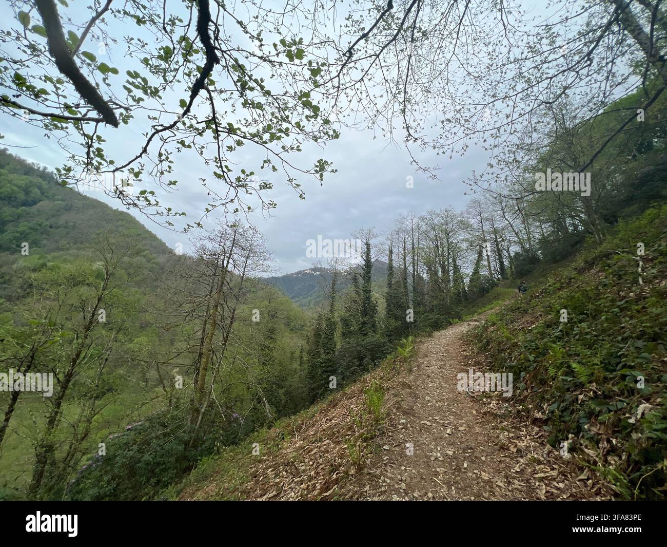Sentiero stretto che corre lungo un pendio montuoso boscoso in primavera. - Immagine stock catturata con smartphone