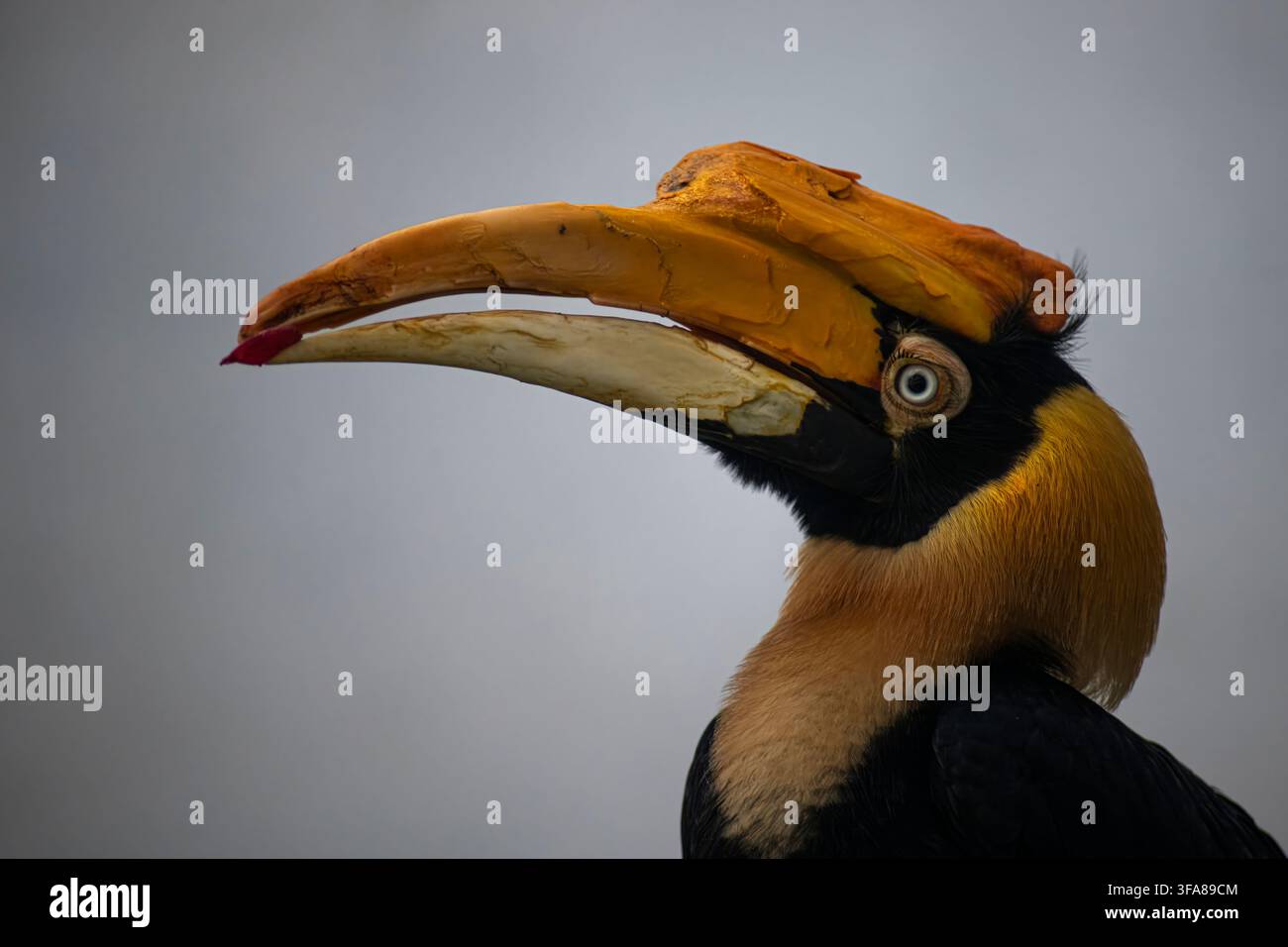 Il Calao maggiore (Buceros bicornis), noto anche come Calao dal casco concavo, Calao indiano maggiore o Calao maggiore piumato. Foto Stock