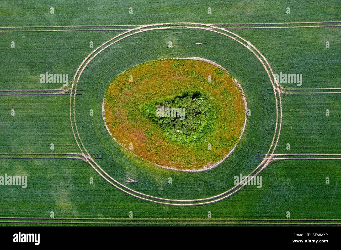 Vista aerea su terreni agricoli che mostra tracce circolari di trattore intorno a una macchia con cespugli / arbusti, rifugio per la fauna selvatica in un campo di frumento / mais in primavera Foto Stock