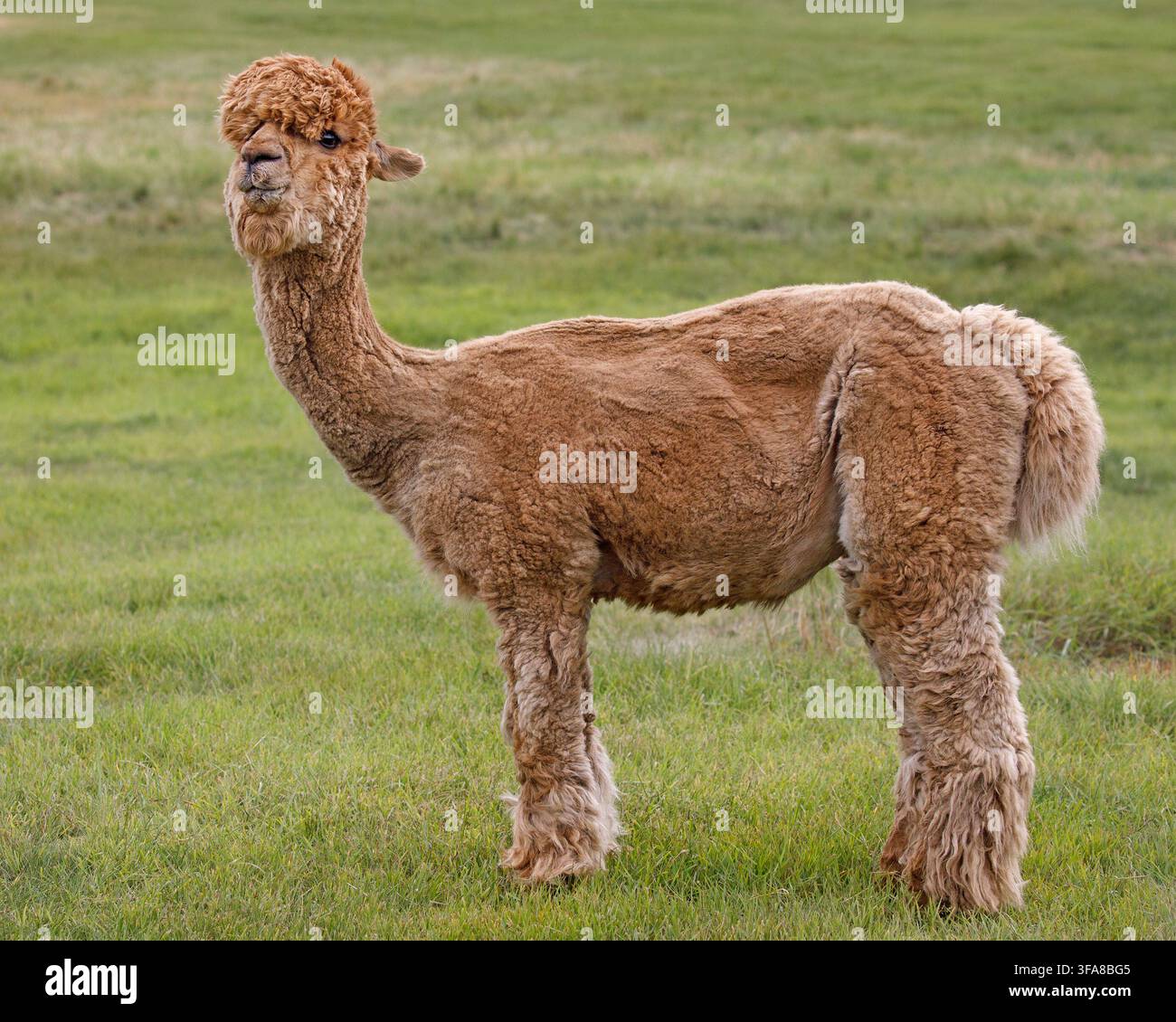 Alpaca color fawn in piedi all'aperto in un campo agricolo. Vicugna paco Foto Stock