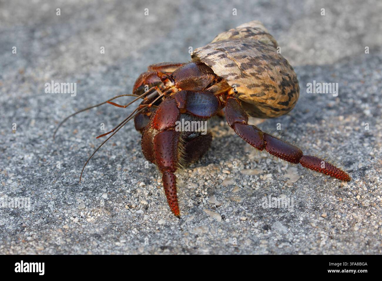 Granchio eremita caraibico, noto anche come granchio soldato, che attraversa una strada a Little Cayman Island nelle Isole Cayman. Coenobita clypeatus Foto Stock