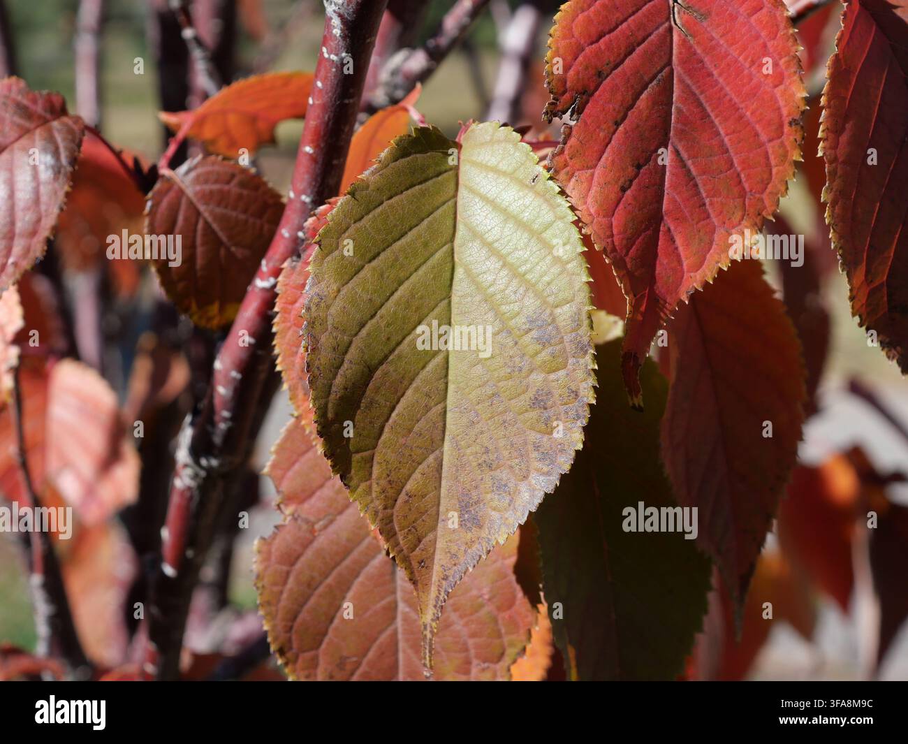 Foglia autunnale del Ciliegio fiorito Pink Flair (Prunus sargentii) con foglie rosse, arancioni e bronzee nel Colorado, USA. Foto Stock