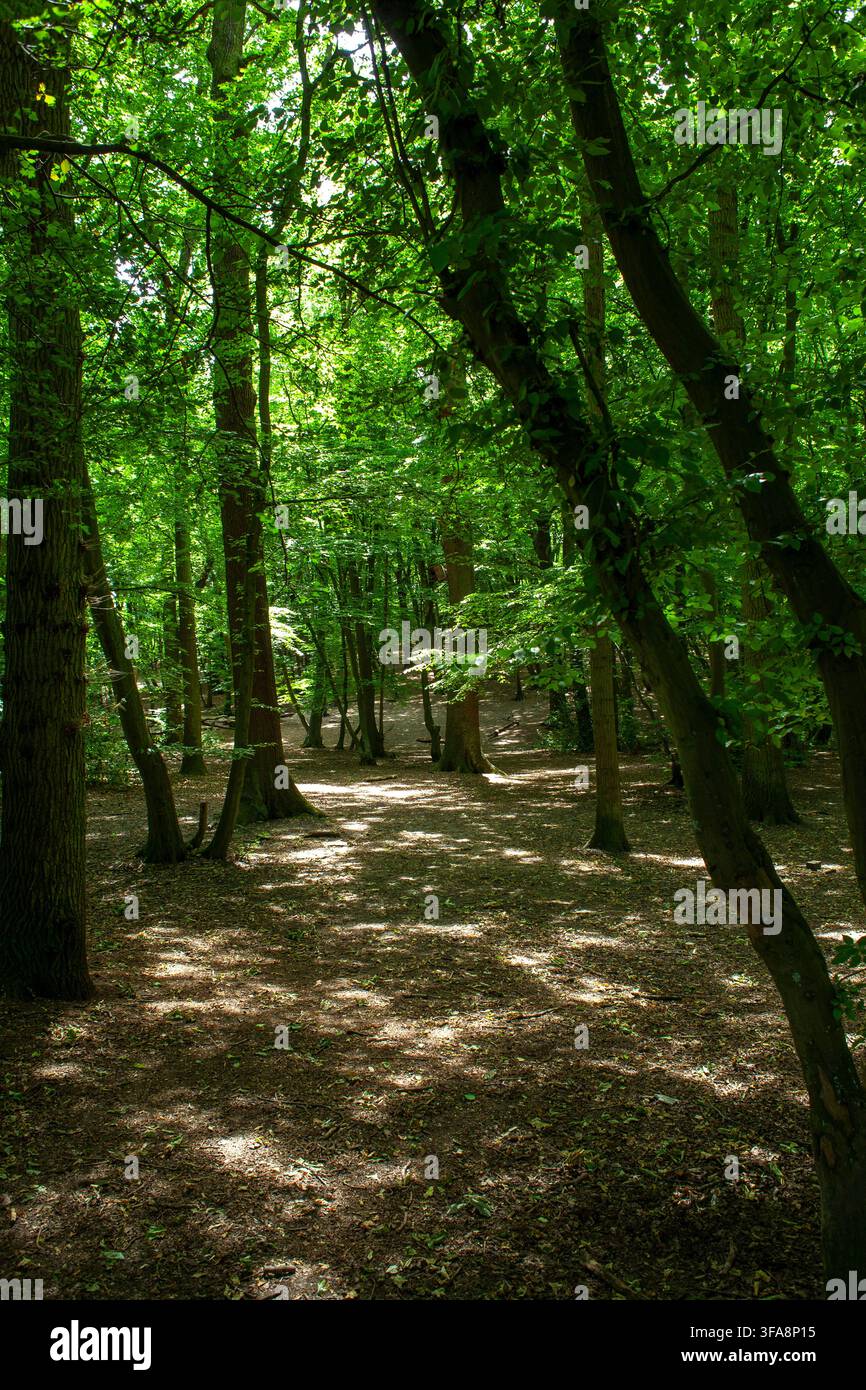 Coppice di carpinus (Carpinus betulus) abbandonato, Coldfall Woods, residuo di foresta antica, Londra, Inghilterra Foto Stock
