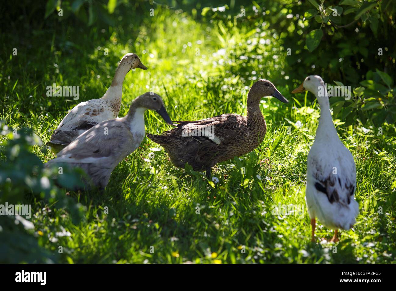 Gruppo di anatre Indian Runner che camminano su erba verde vibrante in un cortile giardino soleggiato durante l'estate. Foto Stock