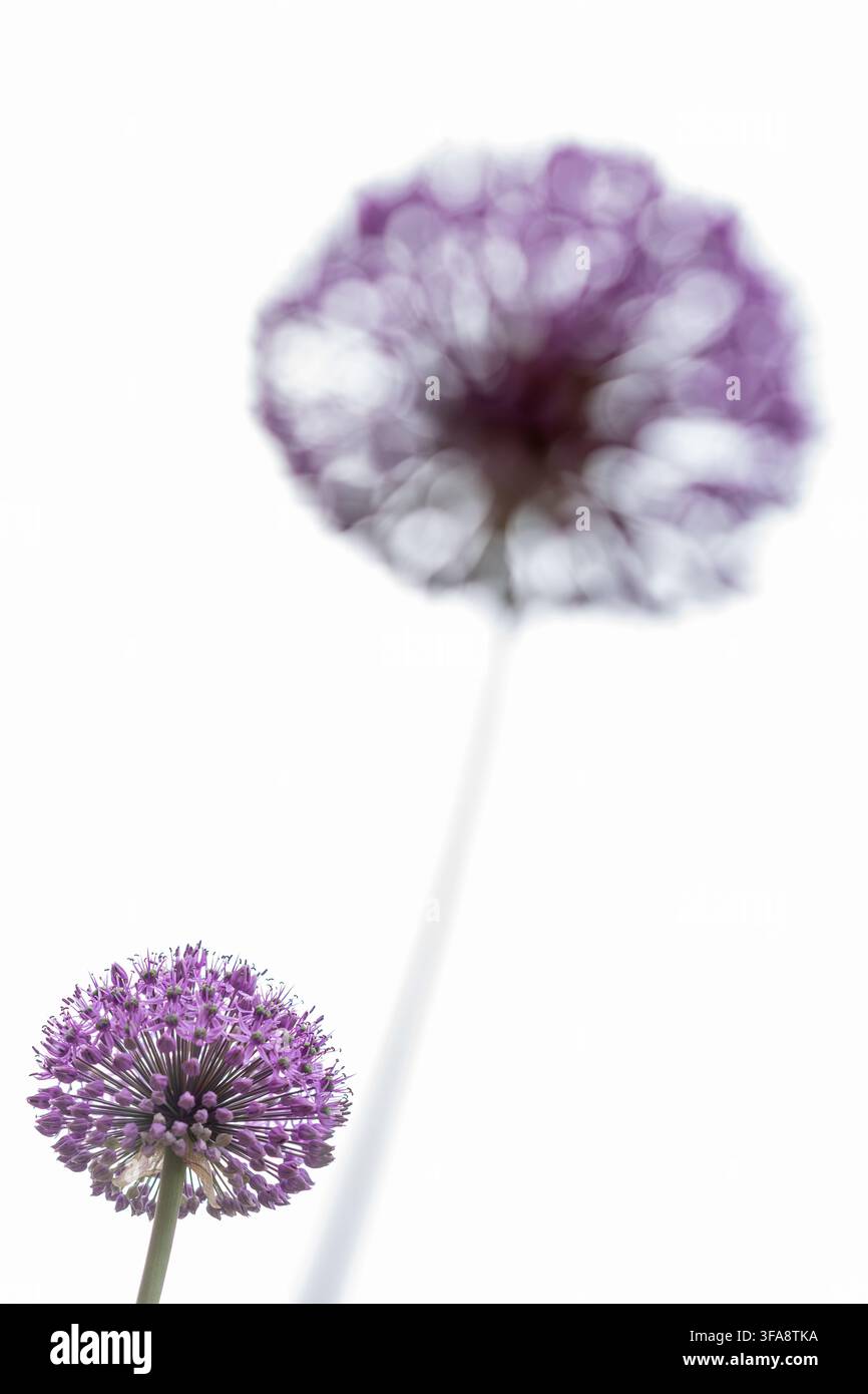Sfondo focalizzato fiore di Allium Gladiolus Foto Stock