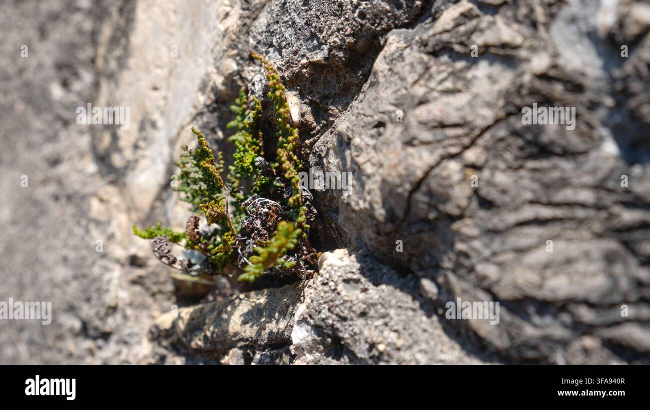 Piccola pianta che spunta da una fessura in una superficie rocciosa, in contrasto con la texture ruvida della pietra. Patras, Peloponneso, Grecia. Foto Stock