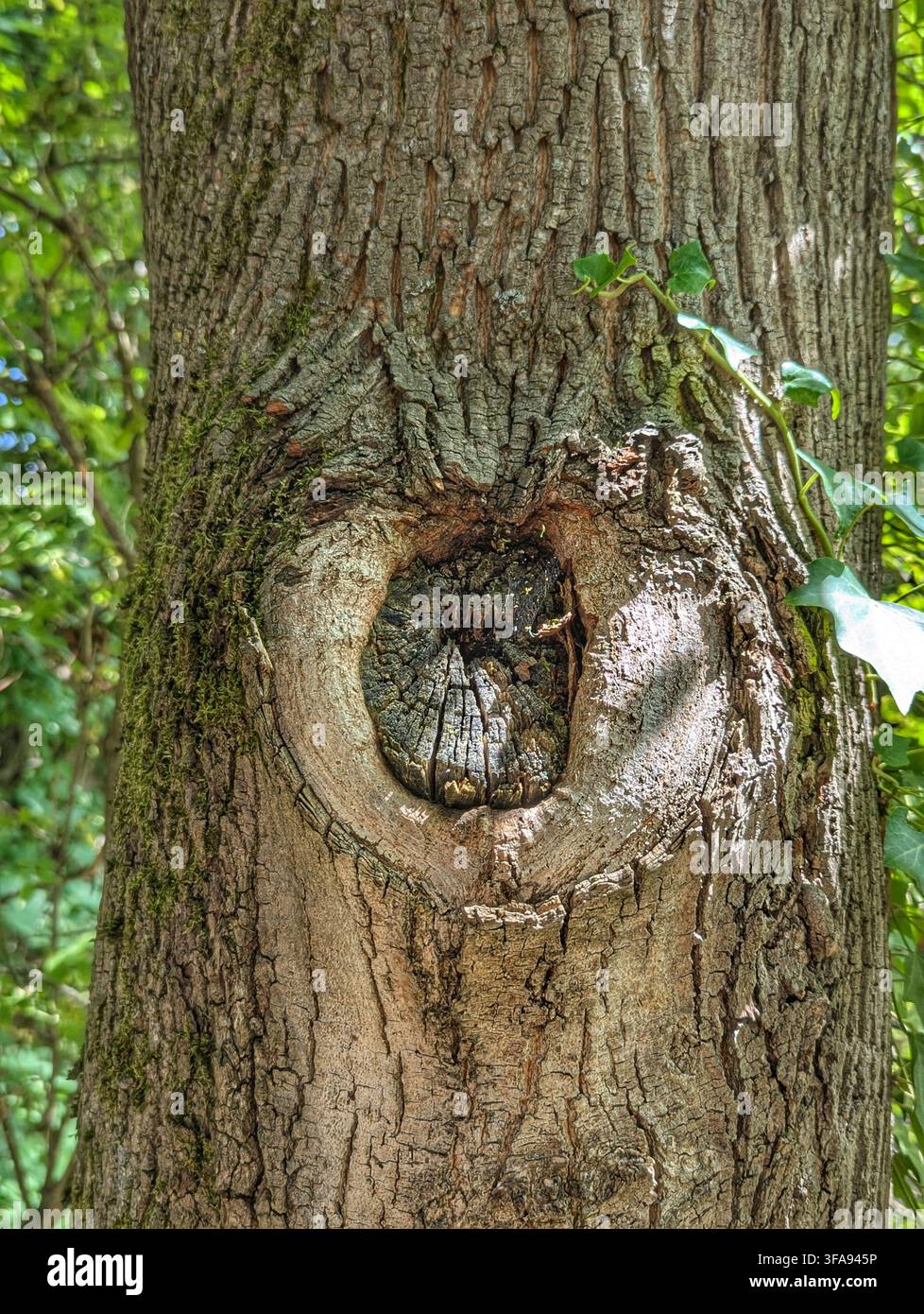 Prima vista del tronco di un albero maturo che mostra un foro nodale prominente, corteccia ruvida e incrinata, chiazze di muschio e una vite di edera che si arrampica sul lato in un ambiente boschivo illuminato dal sole Foto Stock