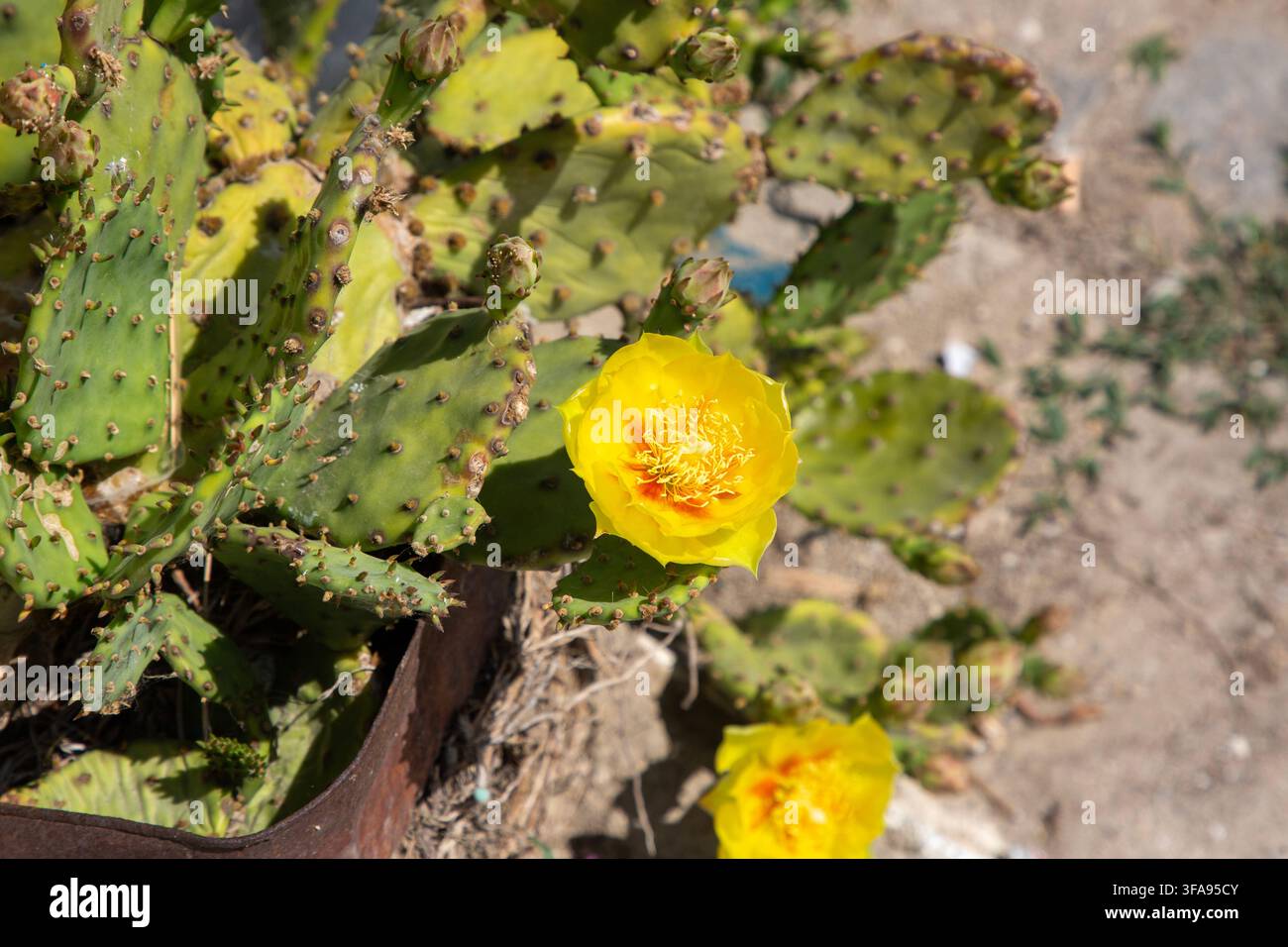 Primo piano di un fiore di cactus Opuntia giallo che sboccia al sole Foto Stock