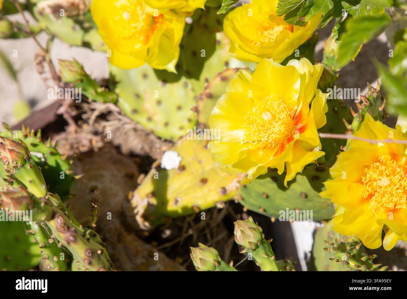 Primo piano di un fiore di cactus Opuntia giallo che sboccia al sole Foto Stock
