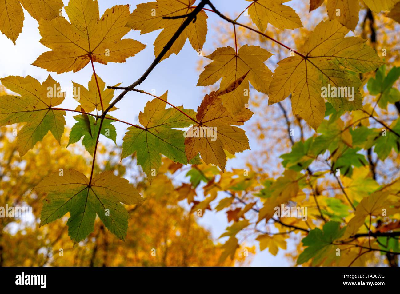 I colori autunnali dell'acero sicomoro (Acer pseudoplatanus) sono attraenti, ma sono una specie invasiva dannosa che cresce e si diffonde intorno ad Arrowtown in Nuova Zelanda Foto Stock