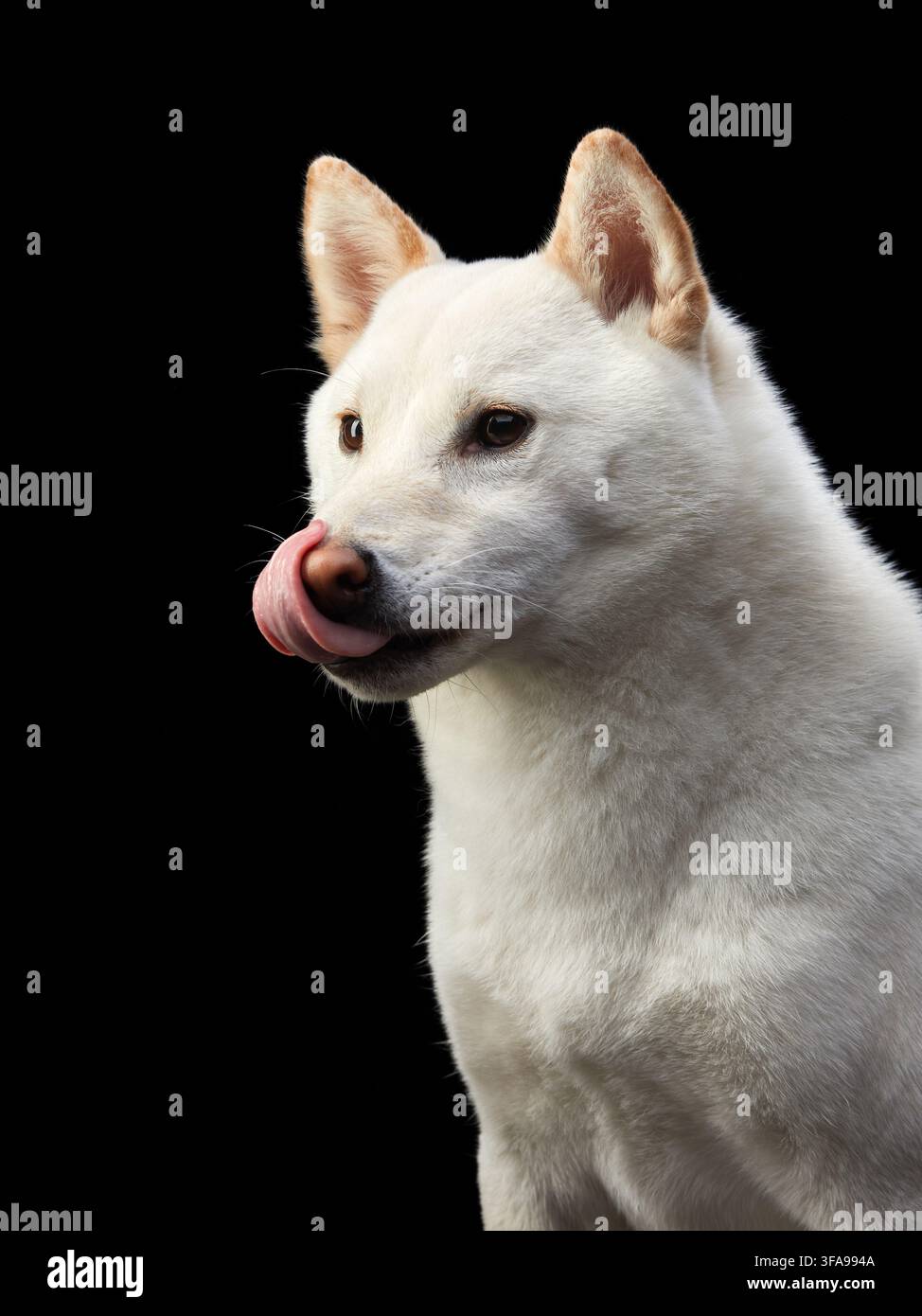 Uno Shiba Inu bianco si gira di lato e si lecca il naso in un ritratto in studio spontaneo. Il momento espressivo crea una fotografia naturale dell'animale domestico. Foto Stock