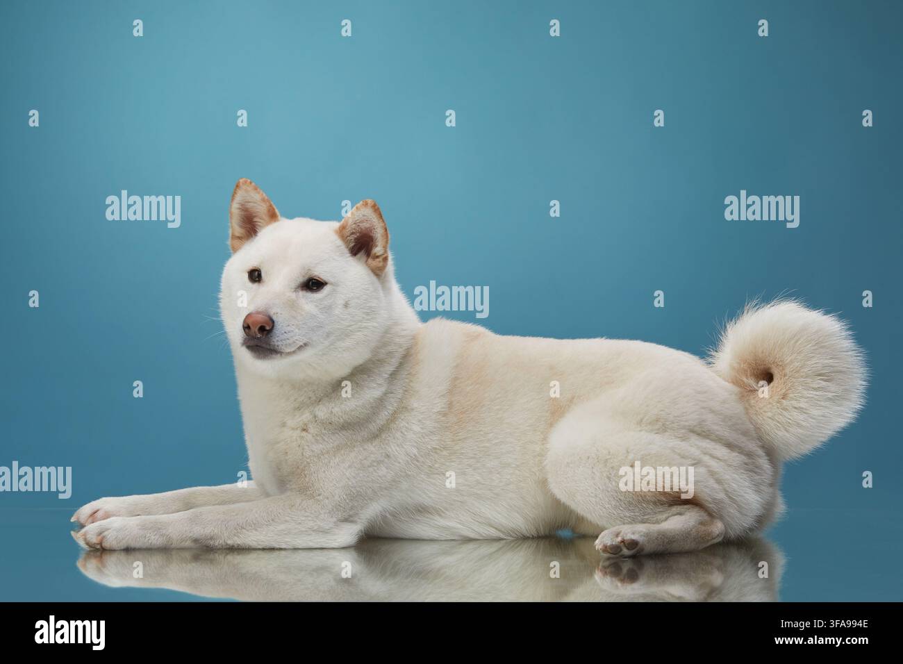 Un Shiba Inu bianco giace comodamente in un ambiente minimalista in studio con illuminazione soffusa. La posa rilassata crea un ritratto calmo e amichevole. Foto Stock