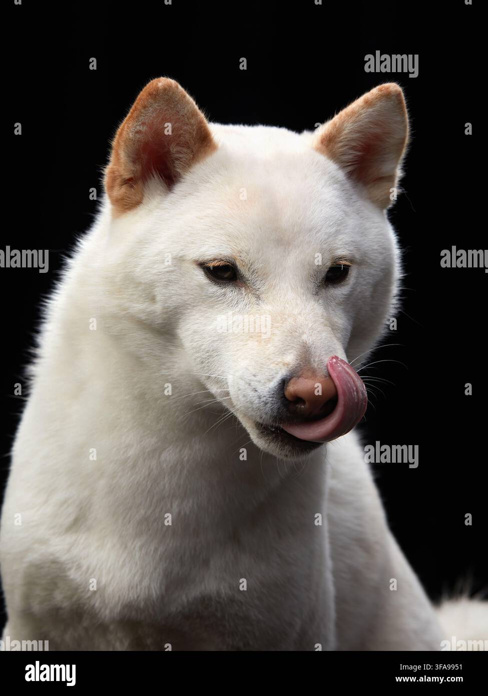 Uno Shiba Inu bianco si lecca il naso creando un momento espressivo e giocoso in primo piano. La luce drammatica rivela la texture e la personalità. Foto Stock