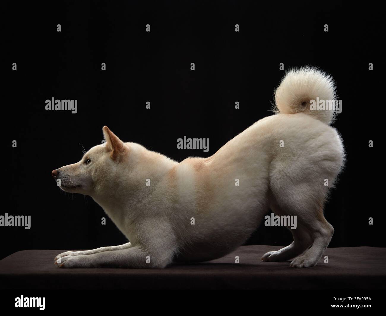 Un Shiba Inu bianco si allunga in avanti in una scena giocosa in studio con una luce drammatica. La postura evidenzia il movimento naturale e la flessibilità. Foto Stock