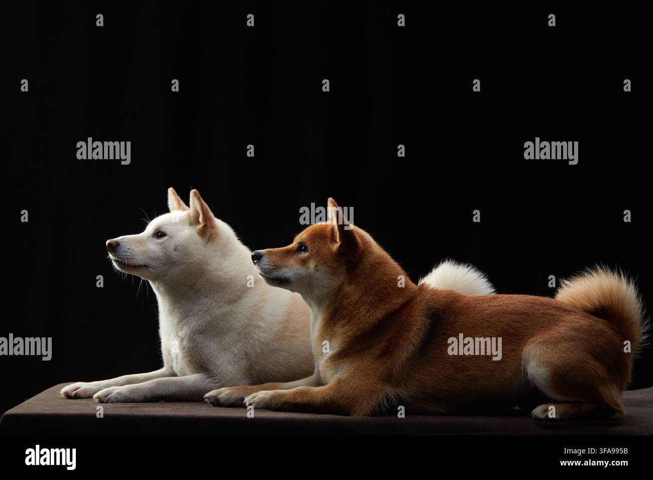 Un Shiba Inu bianco e rosso si rilassa insieme in un ritratto in studio scuro con illuminazione elegante. La composizione crea una scena di animali domestici calma e armoniosa. Foto Stock