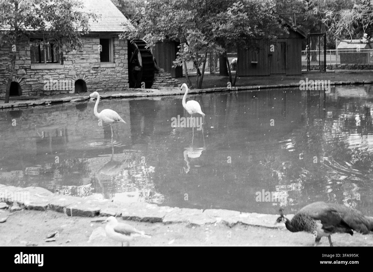 Due eleganti fenicotteri stanno in uno stagno poco profondo dello zoo con riflessi visibili sull'acqua, circondati da edifici in pietra e alberi in una monocromia vintage Foto Stock