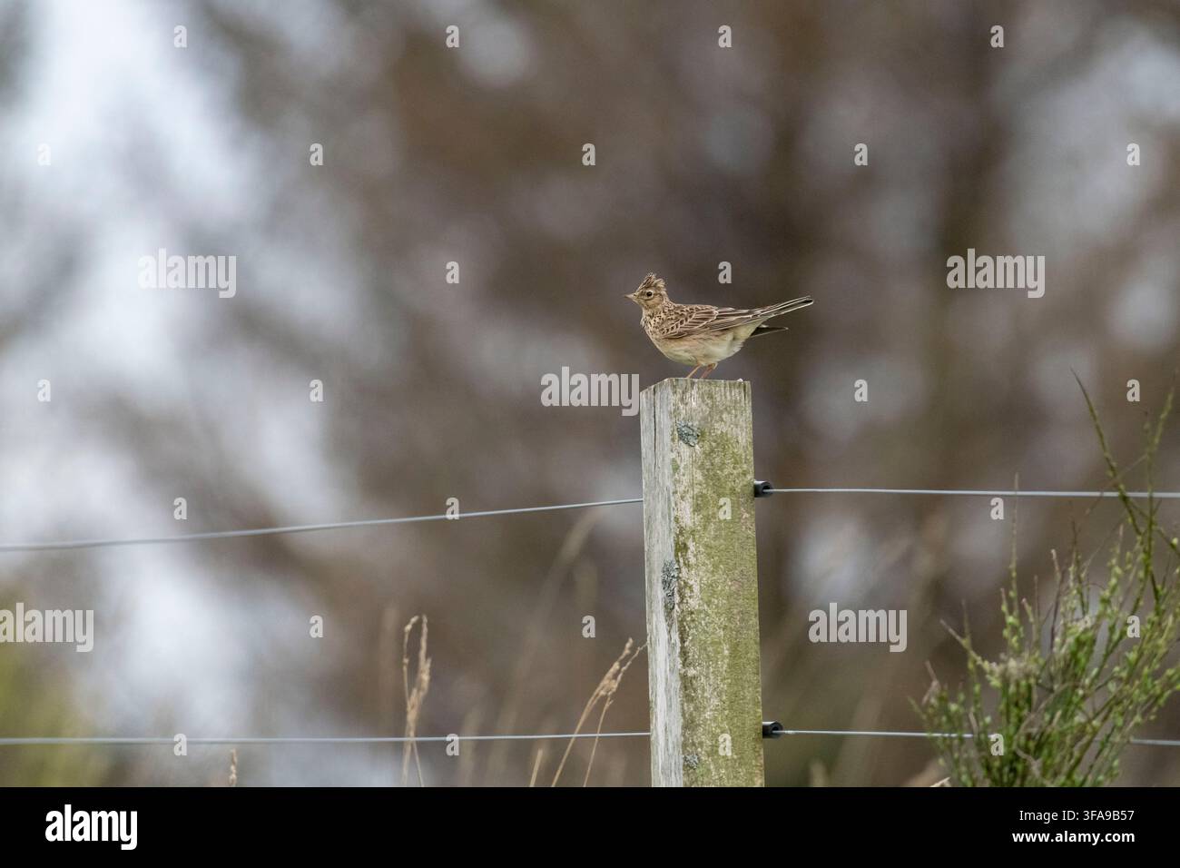 Un'allodola (Alauda Arvensis) su un palo di recinzione in primavera Foto Stock