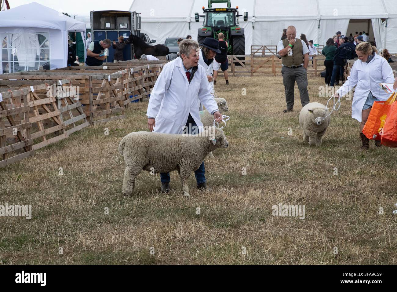 Gli agricoltori conducono le loro pecore premiate nel ring di giudizio per competere per i premi alla fiera agricola annuale di Emley Foto Stock