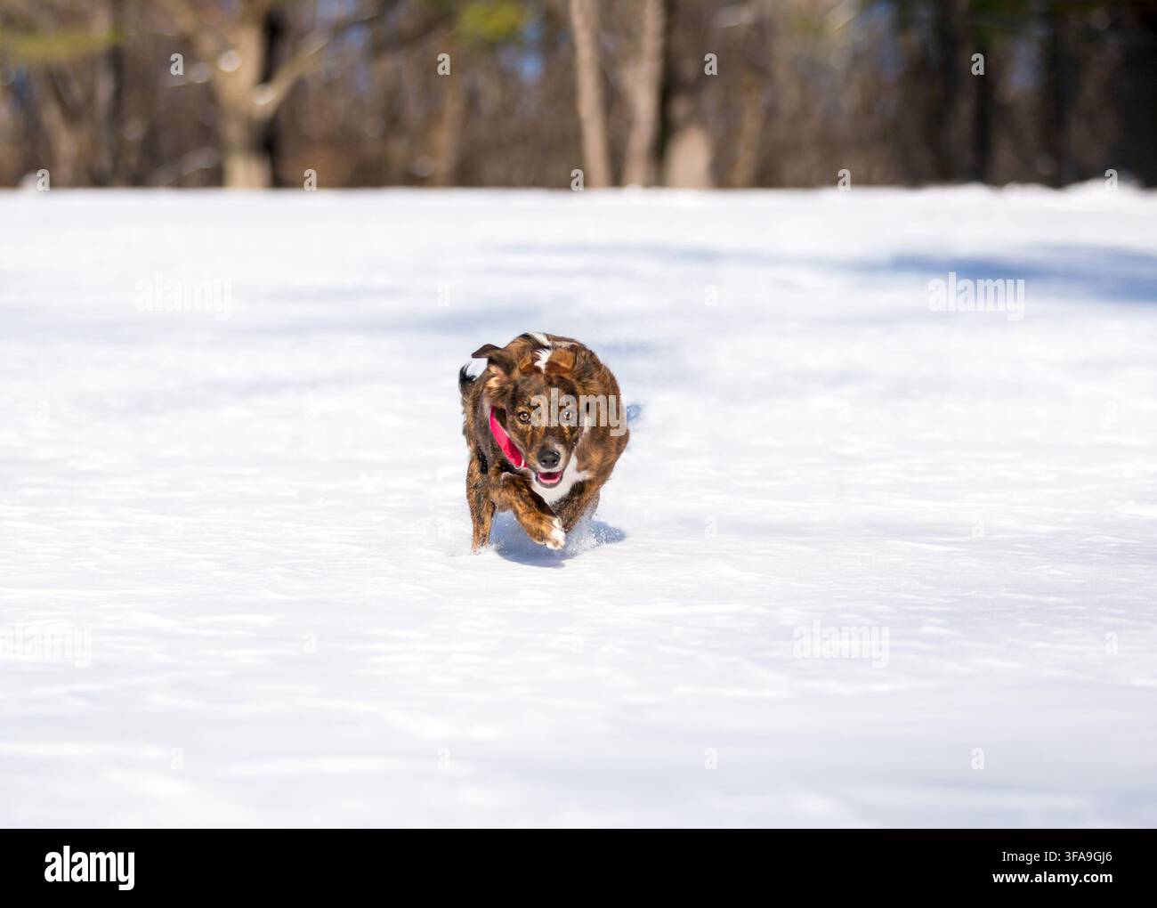 Un cane di razza mista che corre attraverso la neve verso la telecamera Foto Stock
