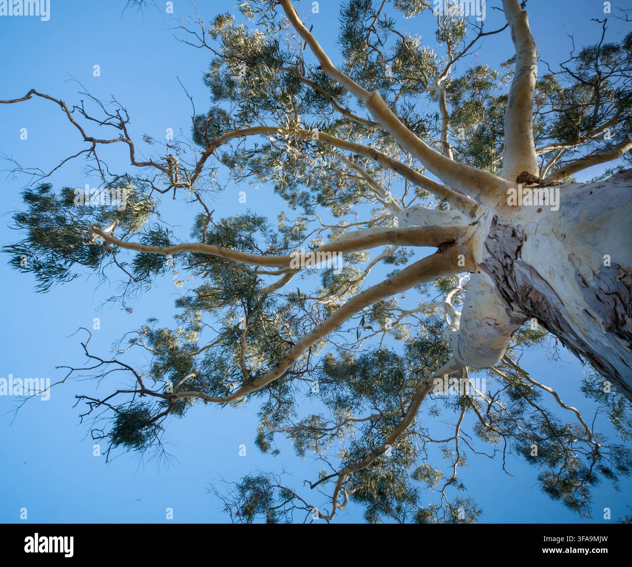Vista a livello del suolo attraverso la chioma di un albero di eucalipto. I rami si irradiano in un modello frattale contro il cielo blu chiaro. Langwarrin South, Victoria. Foto Stock